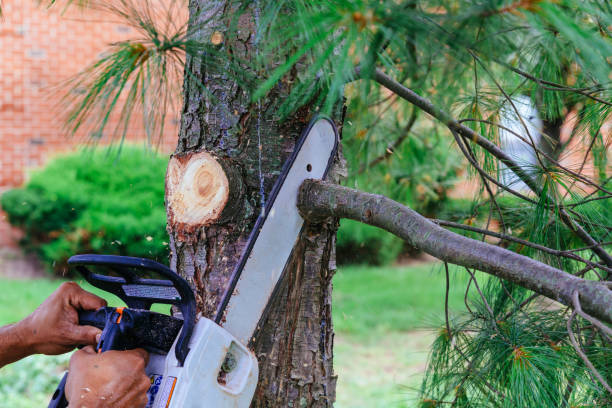 Best Emergency Tree Service  in Somerville, TN